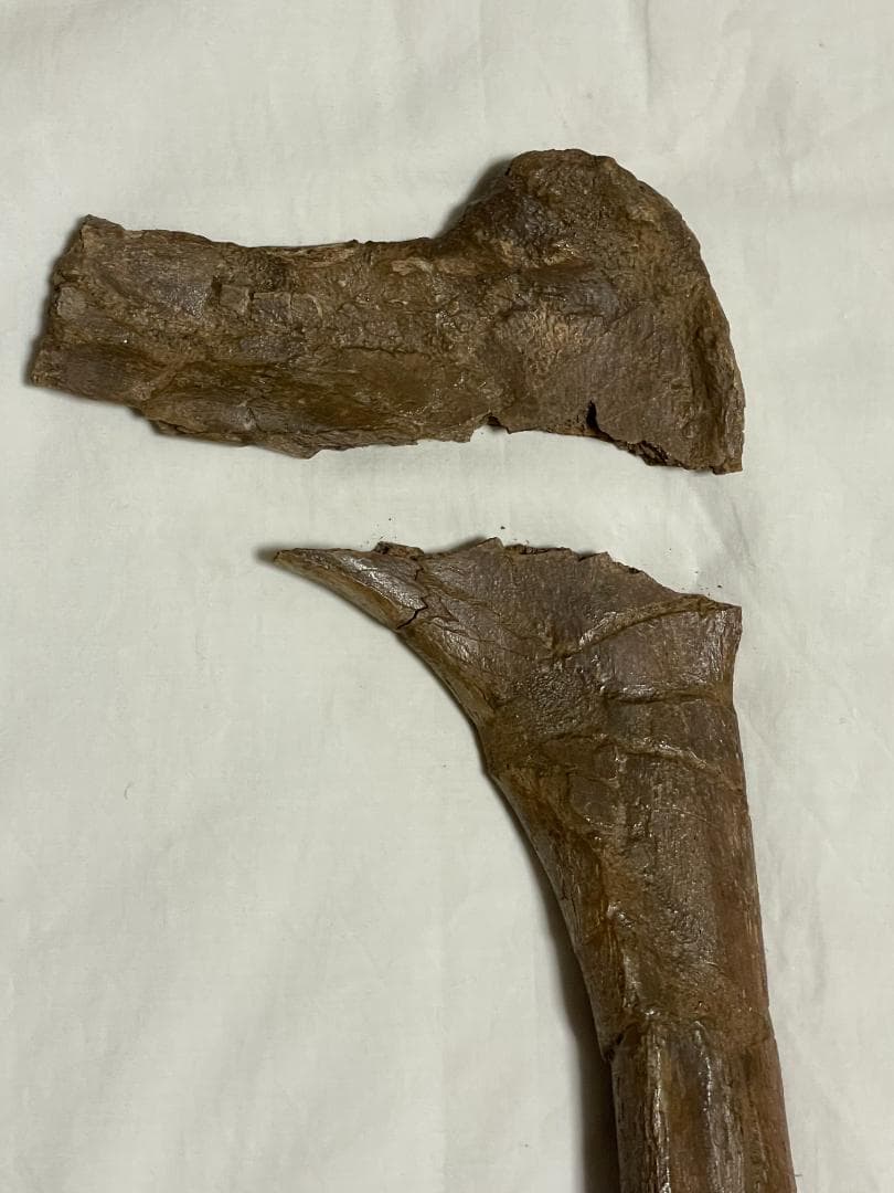 化石　恐竜ハドロサウルス科の肋骨　実物　産地・種類不明　64㎝