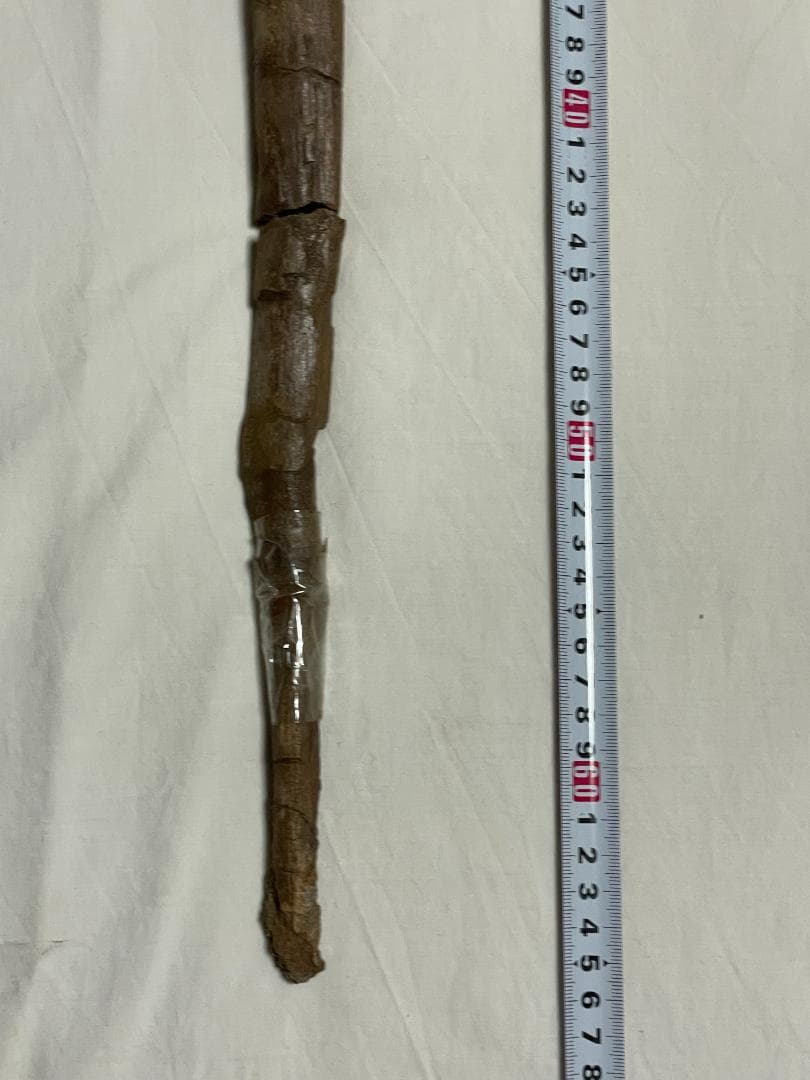 化石　恐竜ハドロサウルス科の肋骨　実物　産地・種類不明　64㎝