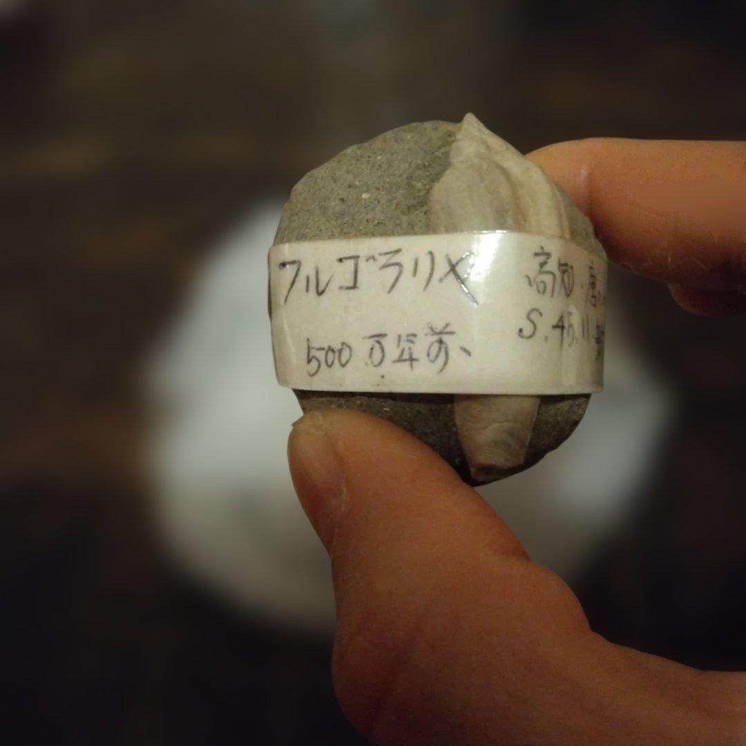 美術 デッサン用 極美品 Fulgoraria化石 500万年前 高知産