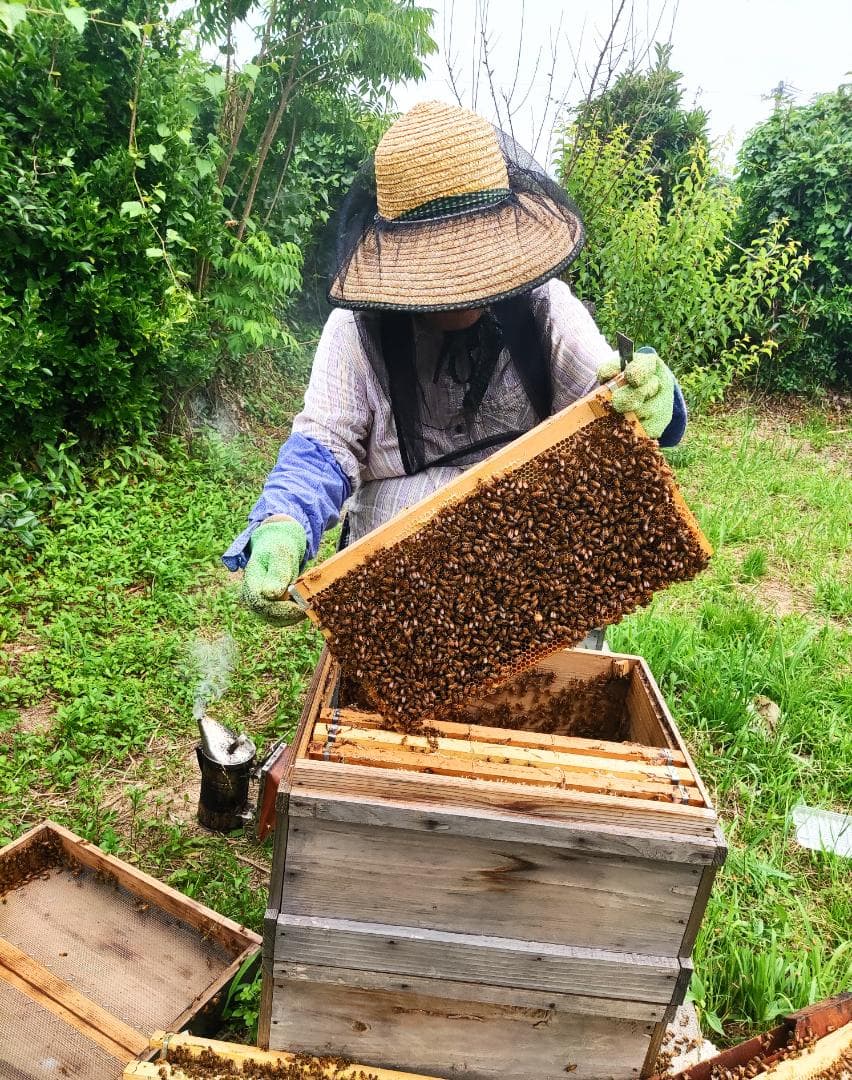 ♦️アカシア蜜１０本　生はちみつ　自家製蜂蜜