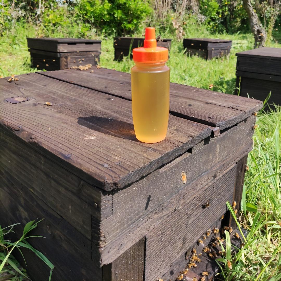 ♦️アカシア蜜１０本　生はちみつ　自家製蜂蜜