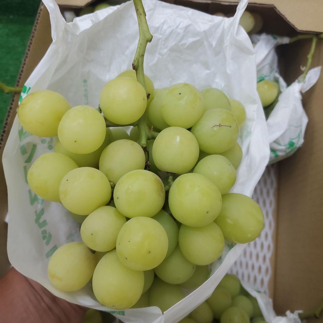 3️⃣ 山梨県産 シャインマスカット８房入り 箱込み5.7キロ