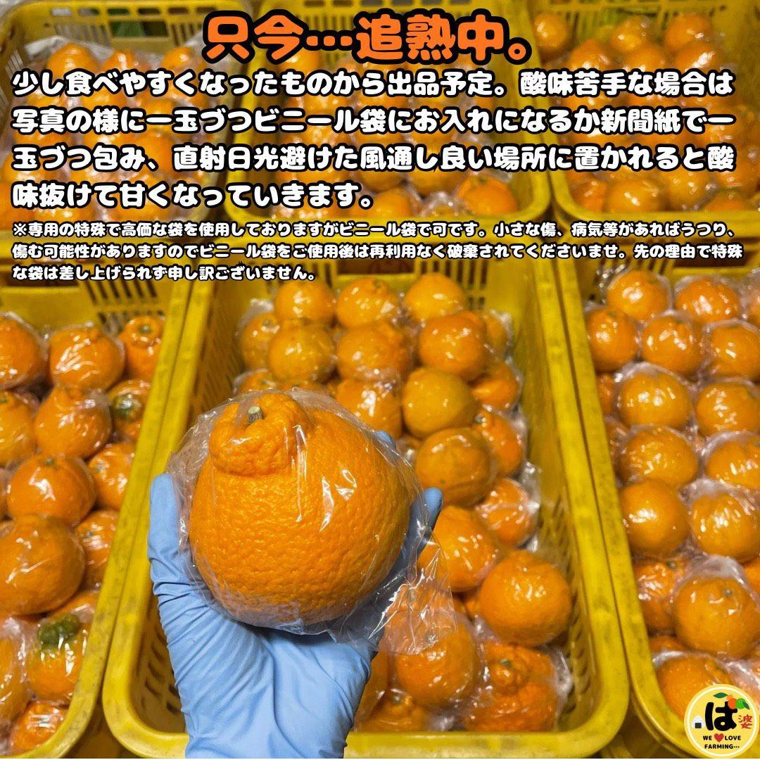 ※確認用　大玉MIX箱込み4.5kg以上【ハウス栽培　不知火　デコポン　肥の豊】