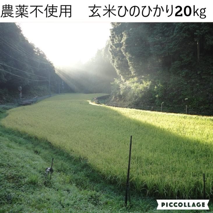 令和7年度 【湧き水栽培】農薬不使用玄米　ひのひかり 20㎏　奈良の農家直送