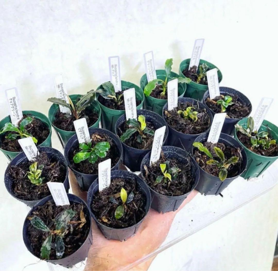 ◆特◆ブセファランドラSP.よりどり15セット（良株） #ブセさかな屋 クダ