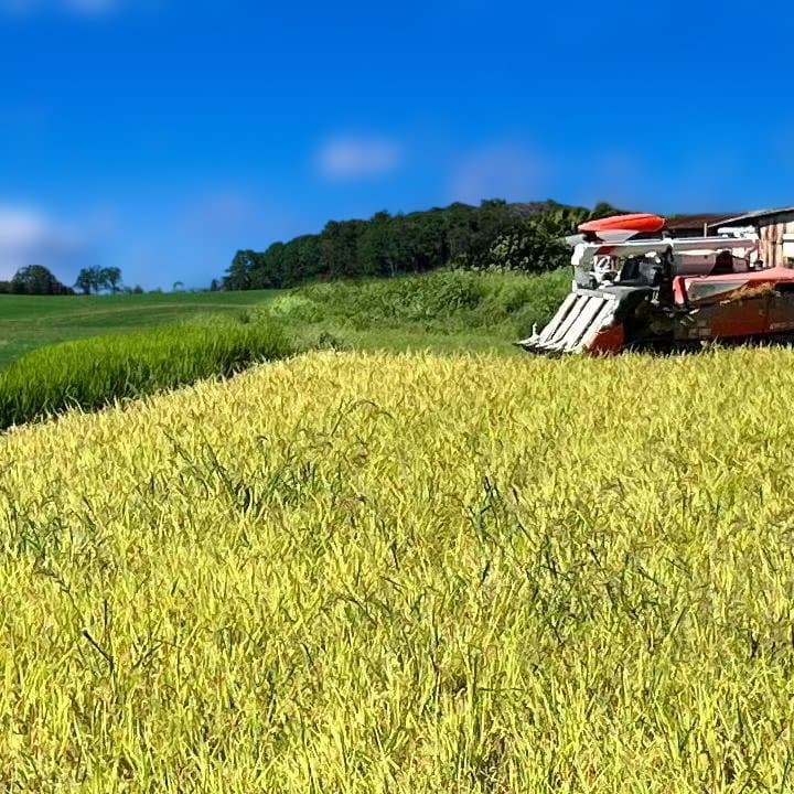 令和7年8月収穫土佐米/高知県産コシヒカリ 30kg 送料込/精米済(箱入り)