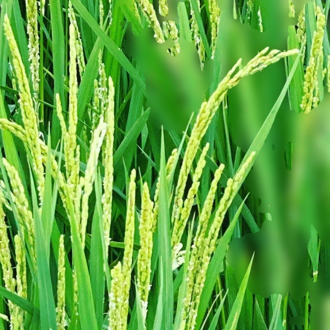 令和7年8月収穫土佐米/高知県産コシヒカリ 30kg 送料込/精米済(箱入り)