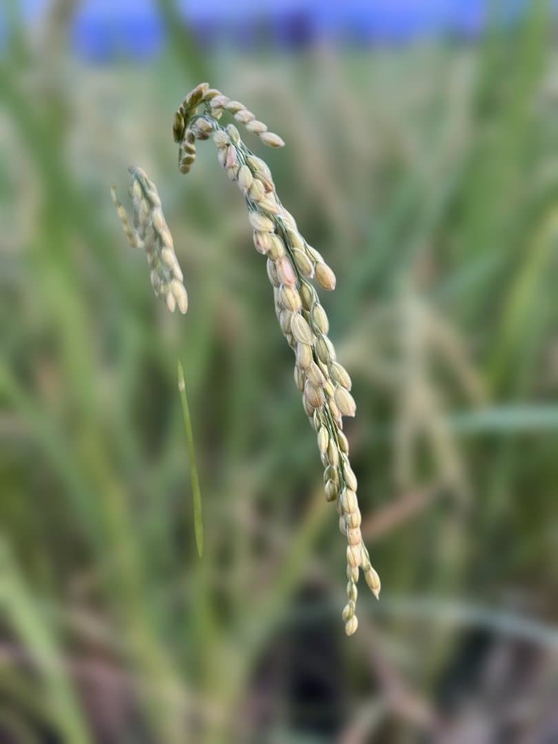 令和7年8月収穫土佐米/高知県産コシヒカリ 30kg 送料込/精米済(箱入り)