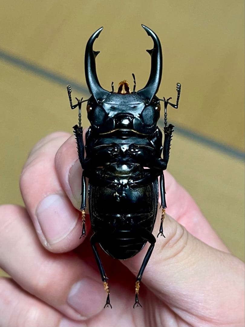 え*読様 オオコクワガタWF1 大型63㎜　超珍品