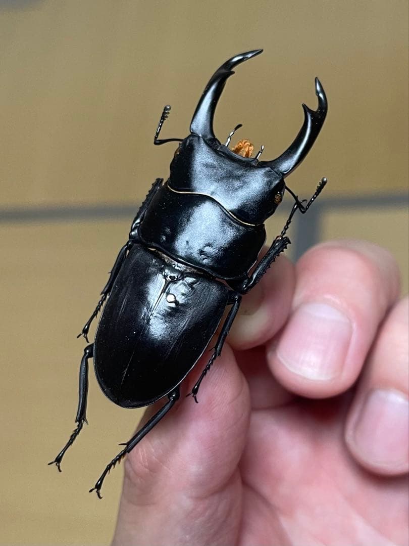 え*読様 オオコクワガタWF1 大型63㎜　超珍品