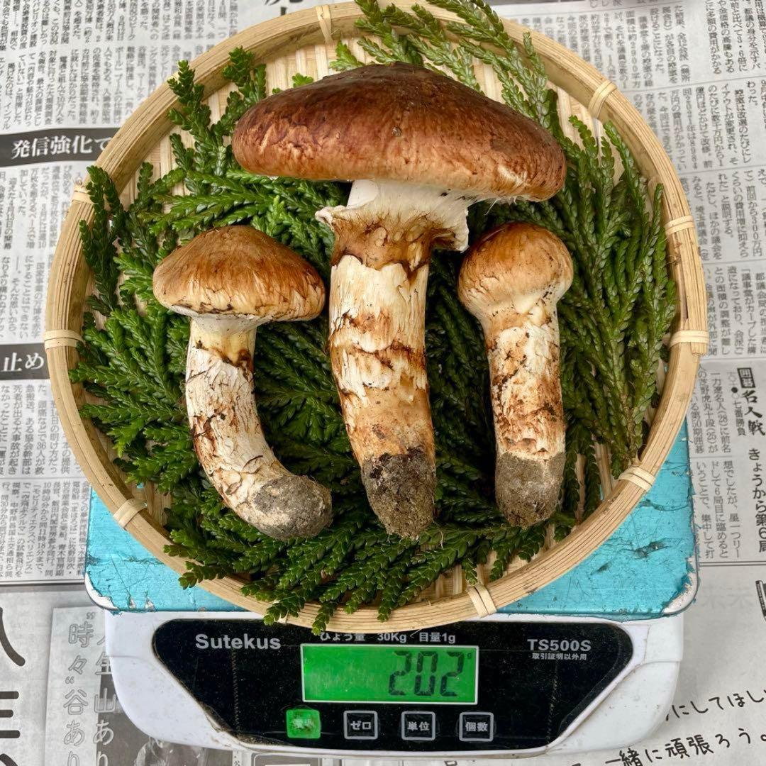 天然きのこ 松茸 国産 良品‼️ マツタケ まつたけ 大自然の凛さん採取その131
