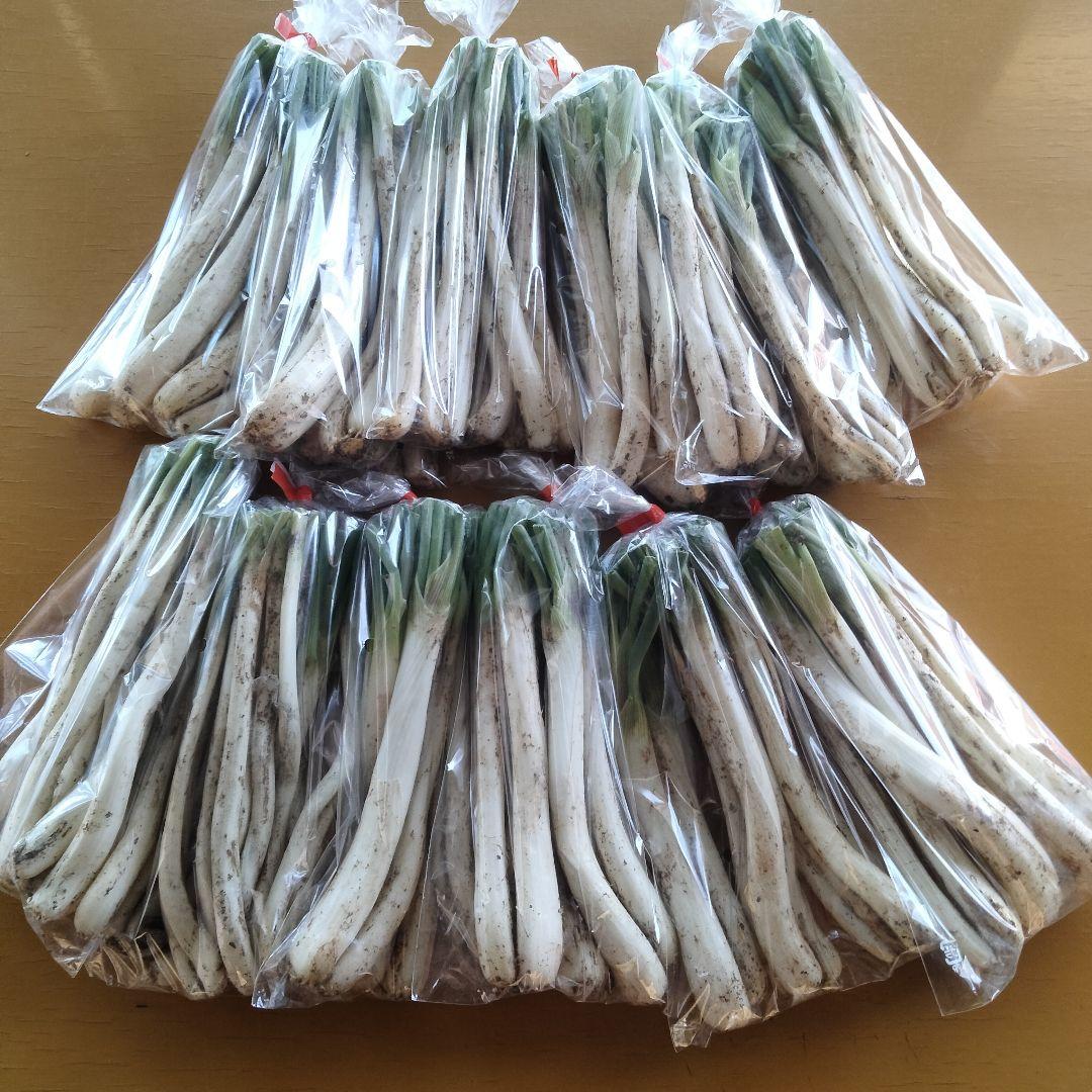 【600円off】〈新物〉沖縄県産 島らっきょう 約4.8kg【常温便】①