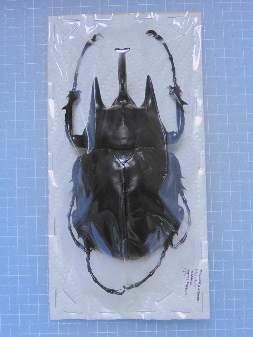 フレンチギアナ産　アクタエオンゾウカブト　98mm