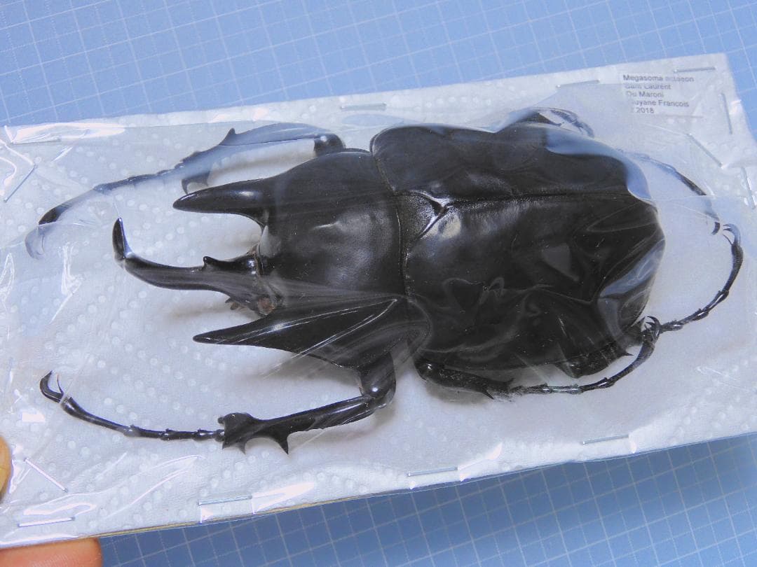 フレンチギアナ産　アクタエオンゾウカブト　98mm