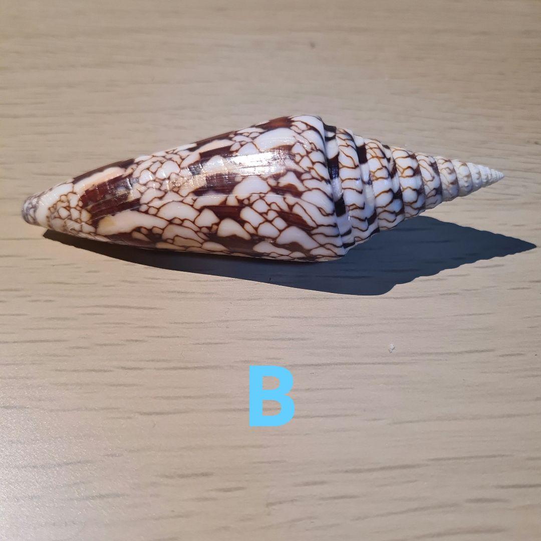 貝殻 イモガイ \"Milneedwardsii” 赤と白いストライプ