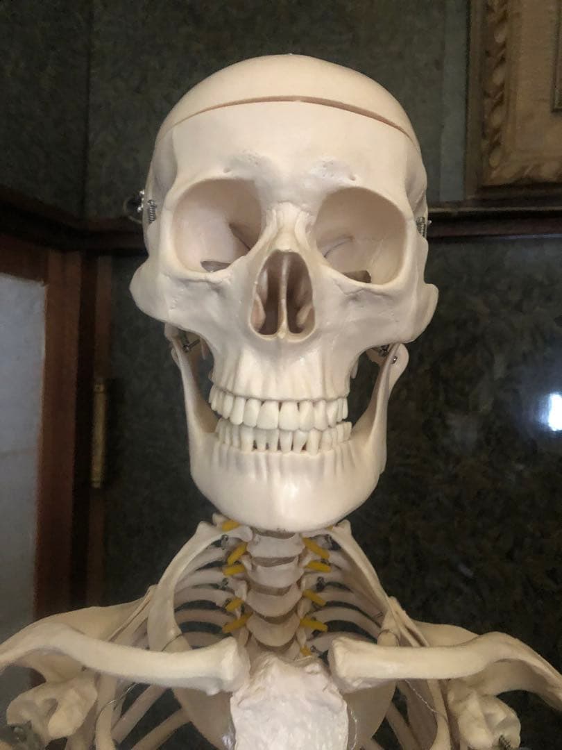 人体骨格模型 骨格模型 可動関節 全高約180cm