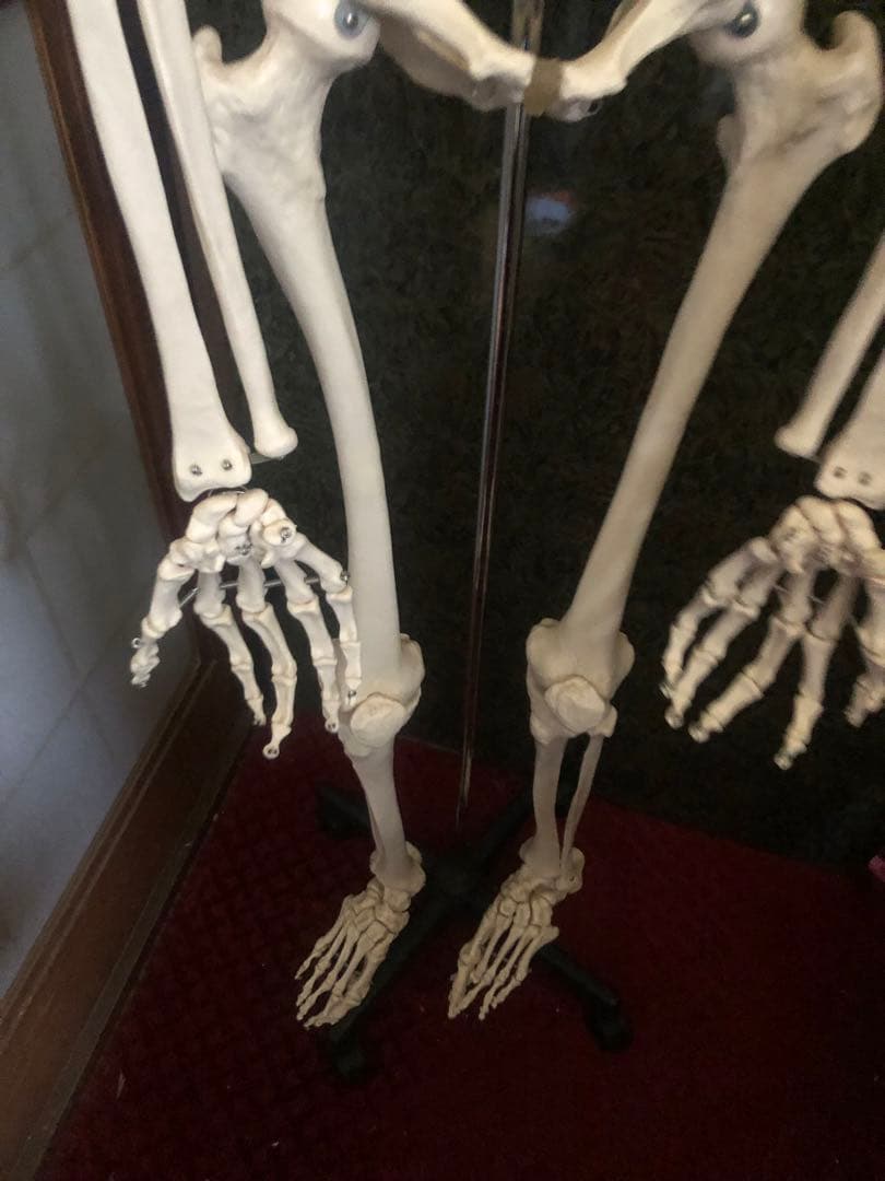 人体骨格模型 骨格模型 可動関節 全高約180cm