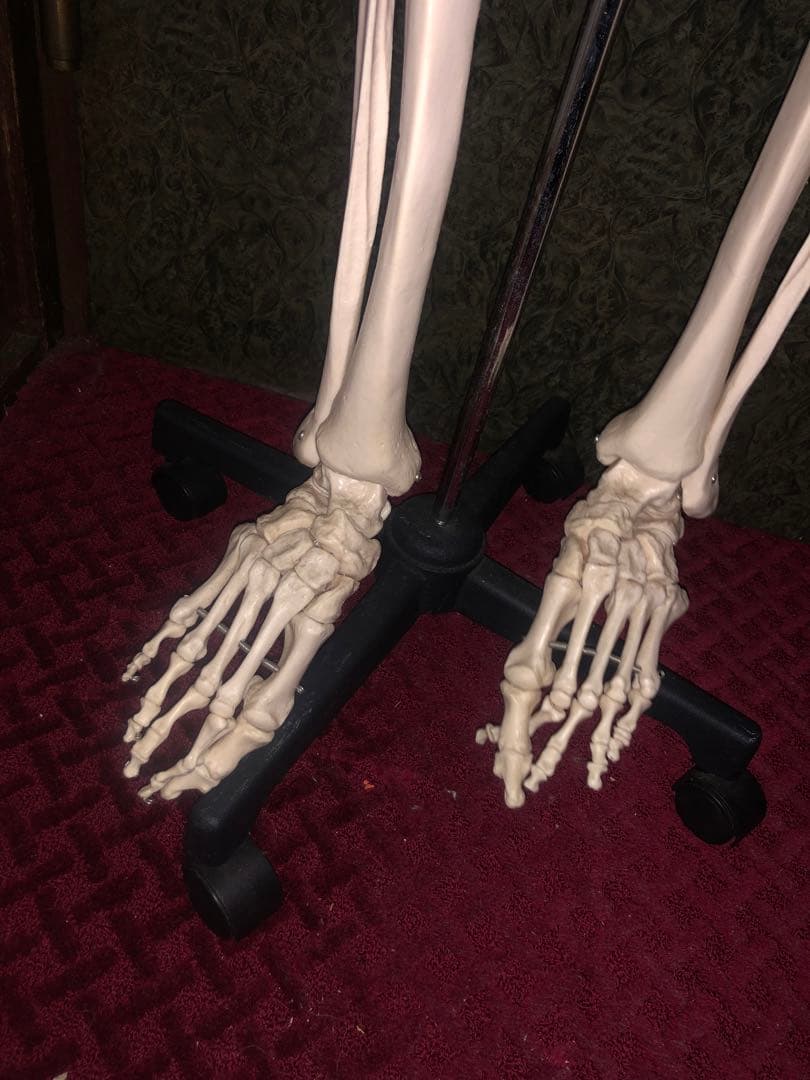 人体骨格模型 骨格模型 可動関節 全高約180cm