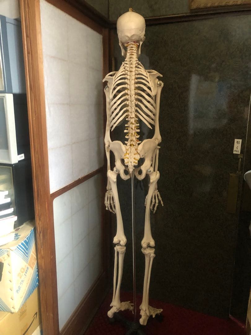 人体骨格模型 骨格模型 可動関節 全高約180cm