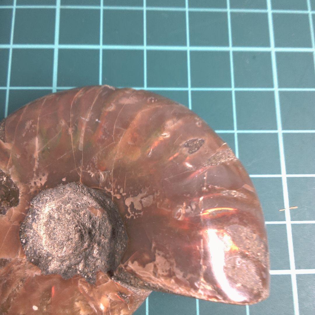 小物１ アンモナイト化石 光沢あり