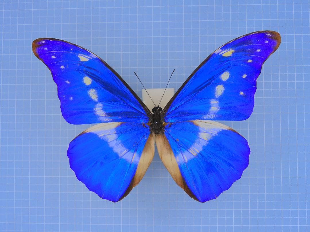 標本 Peru Morpho helena 140mm