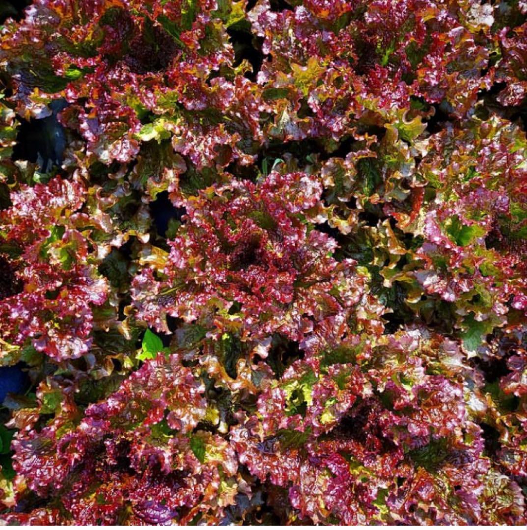 堀農園★野菜7品＆栽培期間中農薬不使用米5kgセット