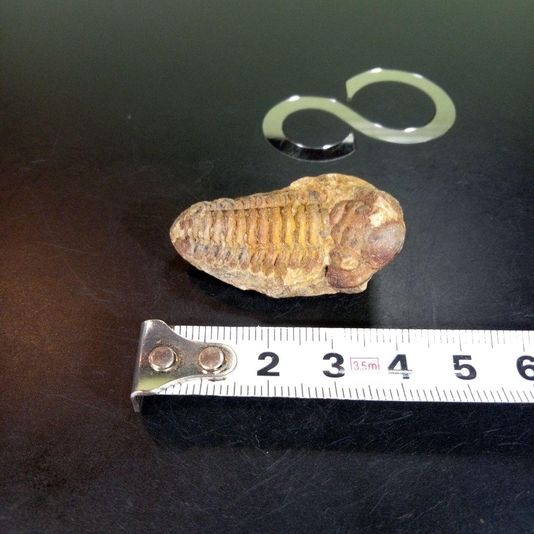 三葉虫　化石　fossil　ボリビア産　trilobite　ノジュール判別⑧