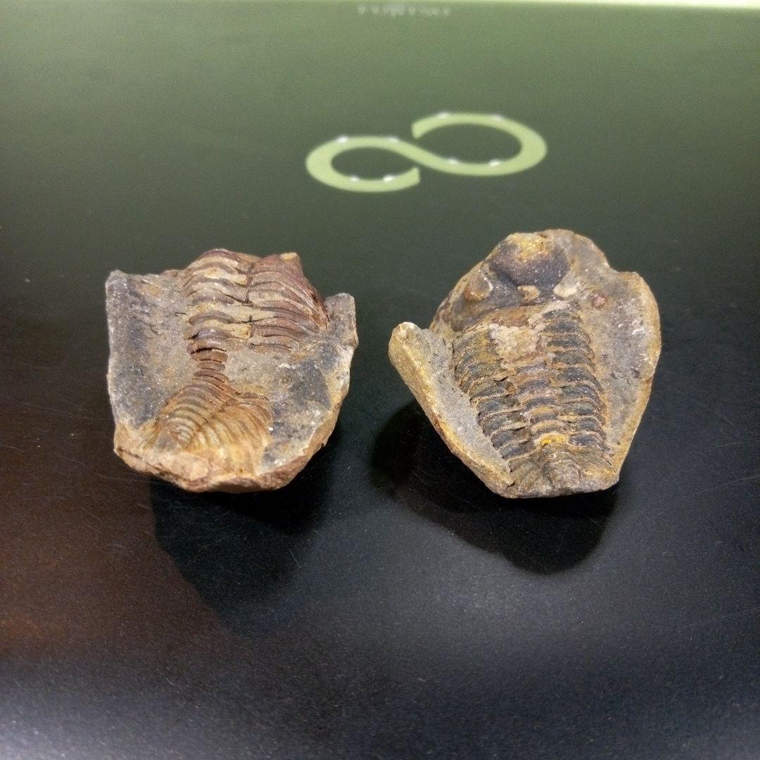 三葉虫　化石　fossil　ボリビア産　レア　Fossil識別⑩　２個セット