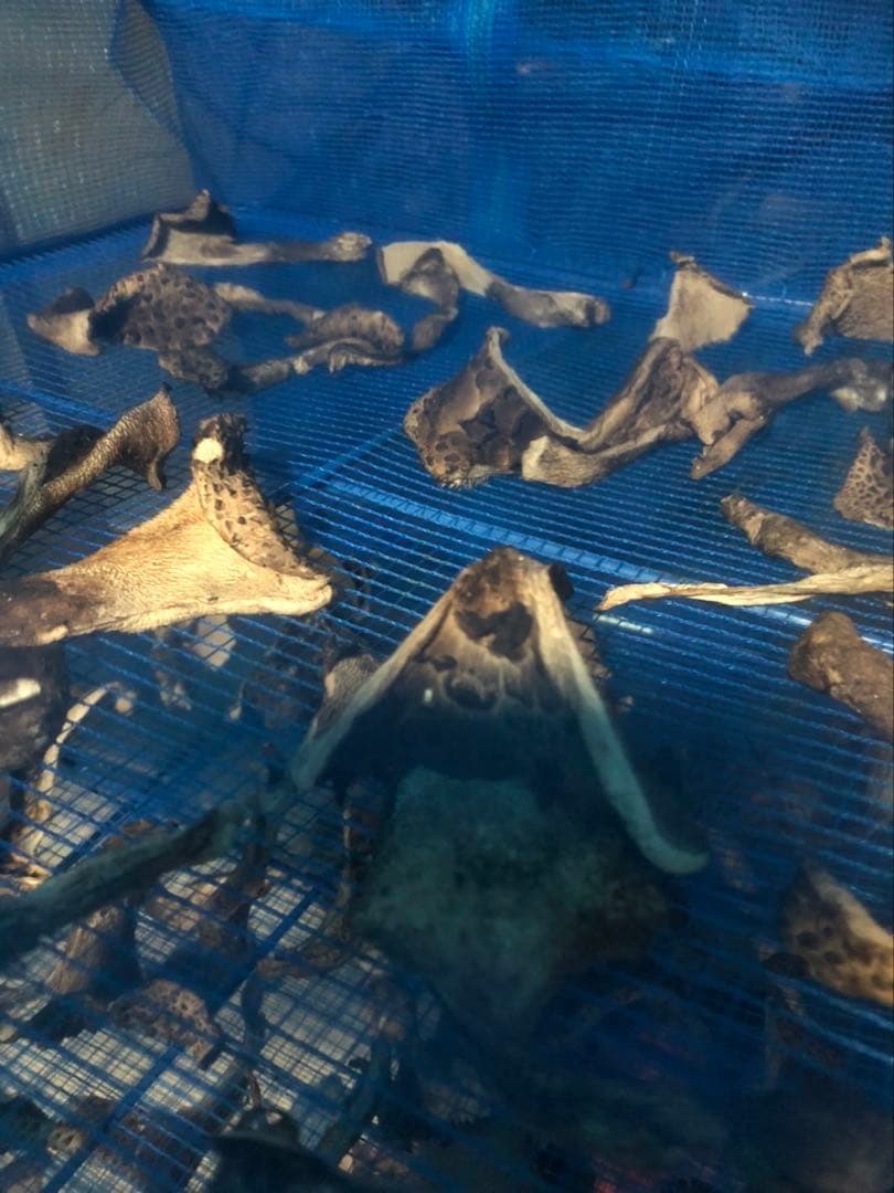 残りわずか　島根県産　 香茸　乾燥　100g