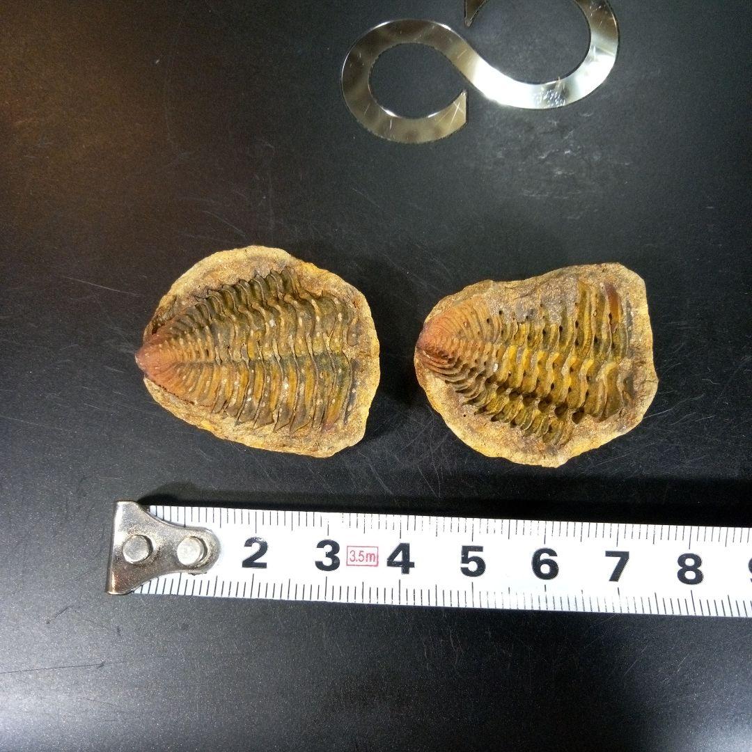 三葉虫　化石　fossil　ボリビア産　trilobite　ノジュール管理⑧