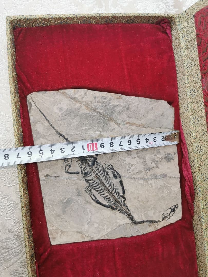 化石　ケイチョウサウルス、ハイファロサウルス　（ヒファロサウルス）3点セット