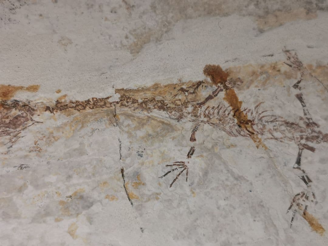 化石　ケイチョウサウルス、ハイファロサウルス　（ヒファロサウルス）3点セット