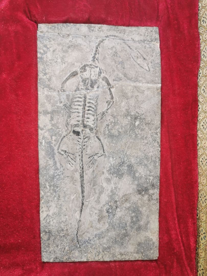 化石　ケイチョウサウルス、ハイファロサウルス　（ヒファロサウルス）3点セット