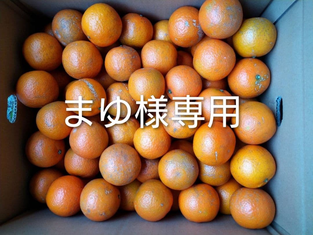 まゆ　屋久島たんかん　MS.加工20キロ