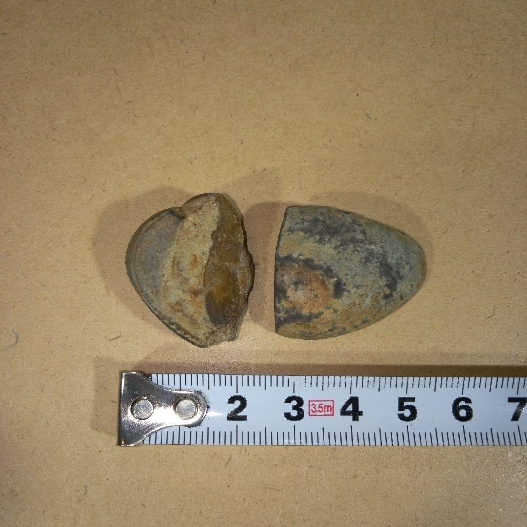 三葉虫　化石　fossil　ボリビア産　レア　Fossil判別④