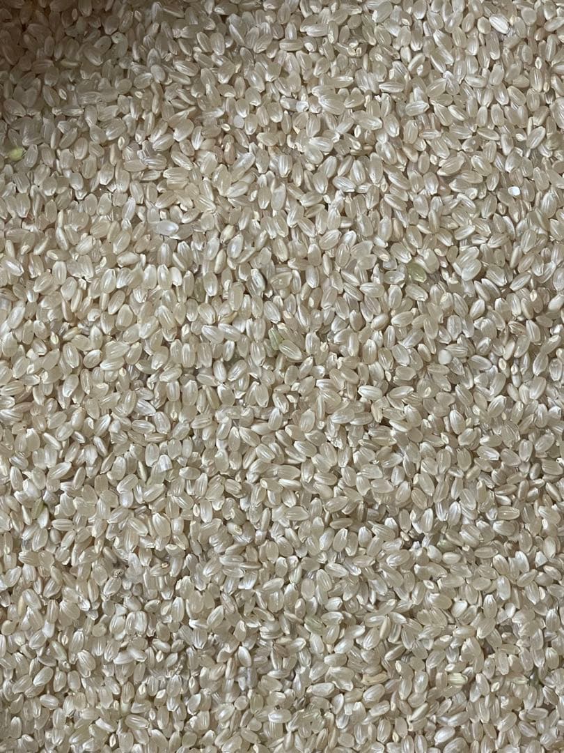 令和7年　栃木県産コシヒカリ　20キロ　玄米