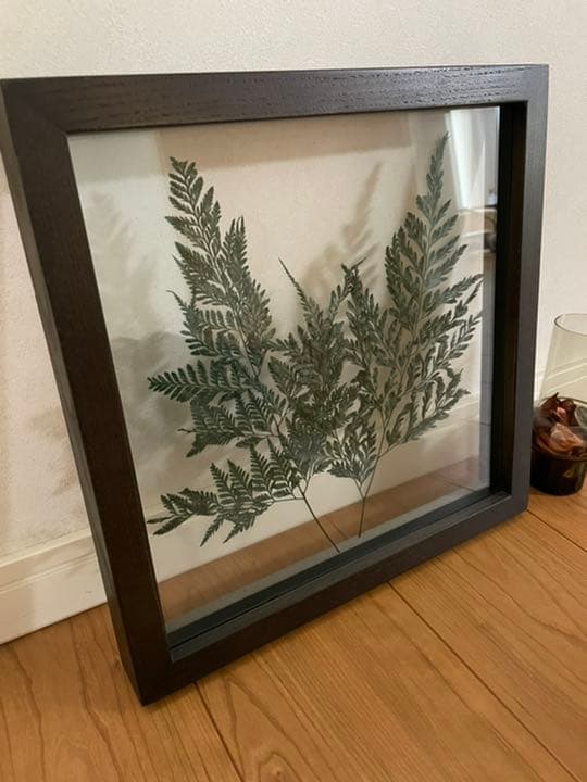 壁掛けインテリア 壁飾り シダ植物