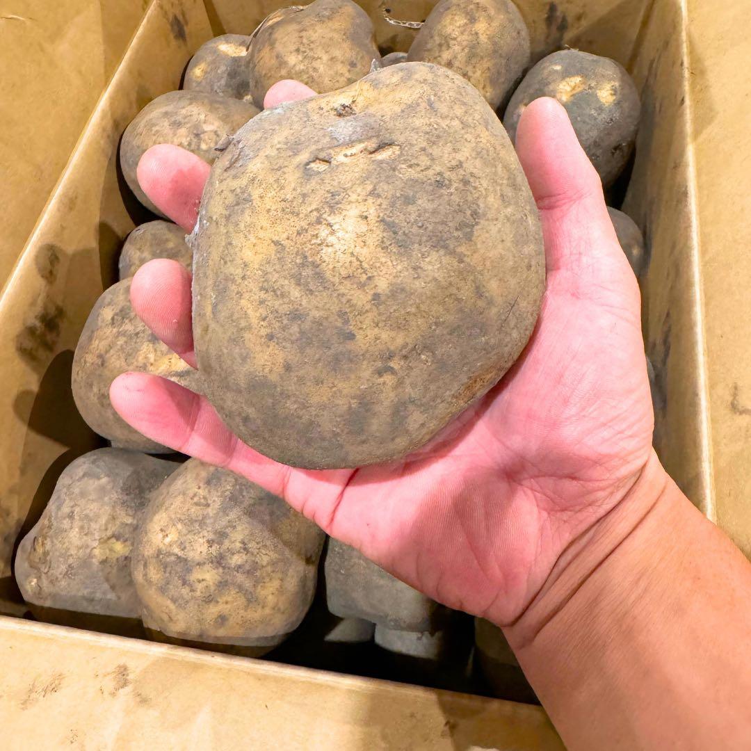 ジャンボサイズ　数量限定　じゃがいも　09