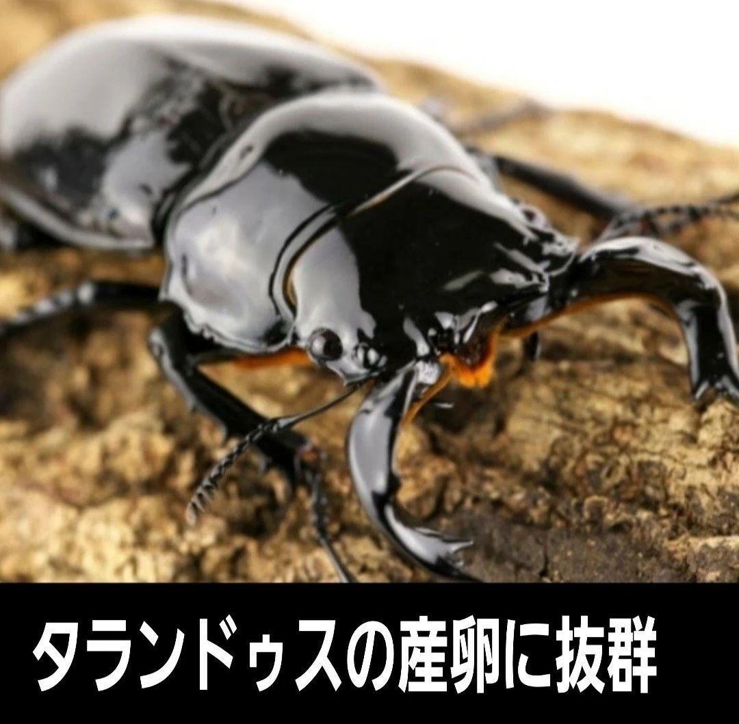 ４本セット！最強のクワガタ産卵木　特大サイズで爆産！植菌カワラ材　加水不用
