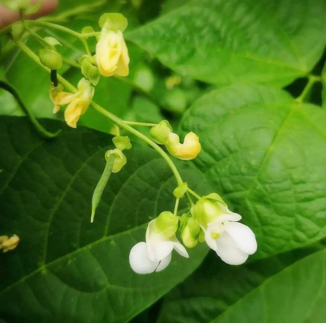 ジャンボいんげんAB品込み10㌔低農薬