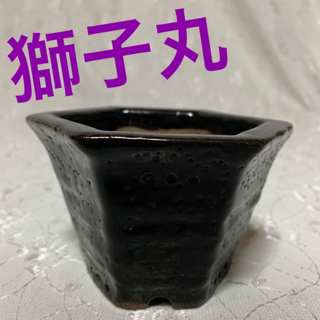 獅子丸　六角　盆栽鉢