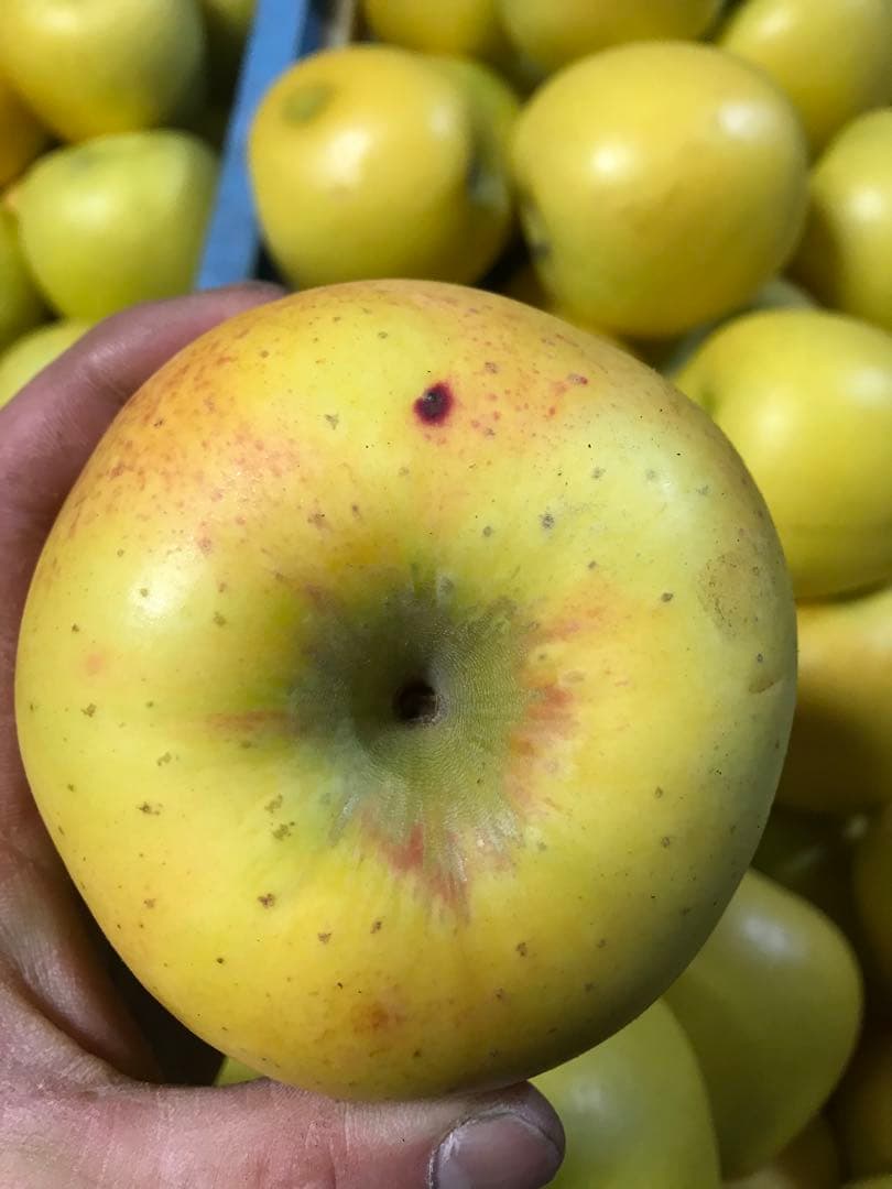 【訳あり】葉とらずりんご シナノゴールド20kg×4箱