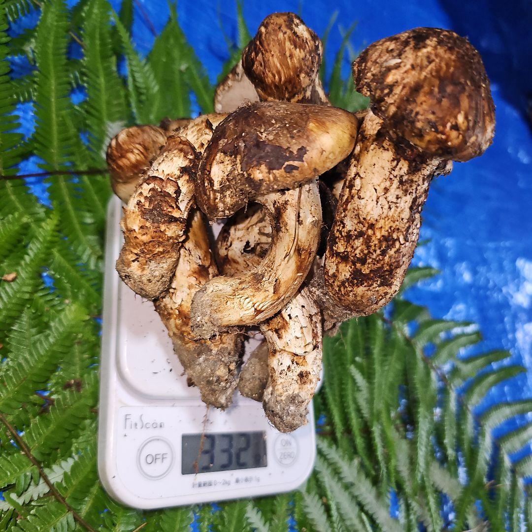 広島県産 松茸 332g　花園さま専用