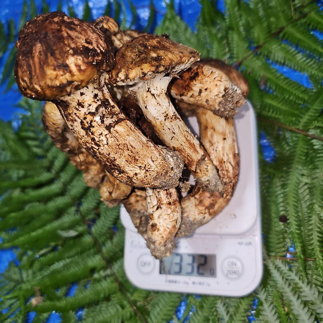 広島県産 松茸 332g　花園さま専用