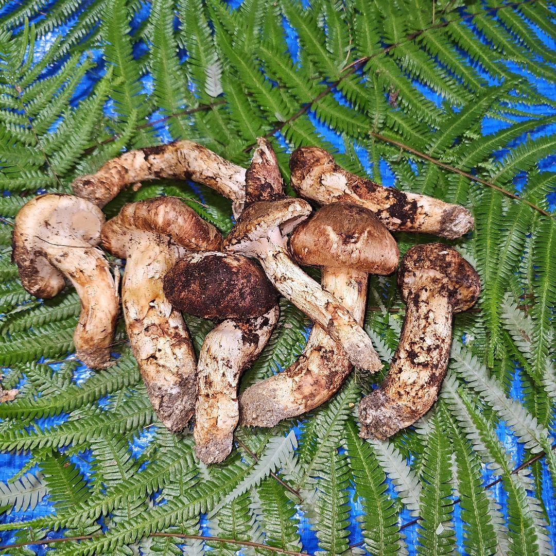 広島県産 松茸 332g　花園さま専用