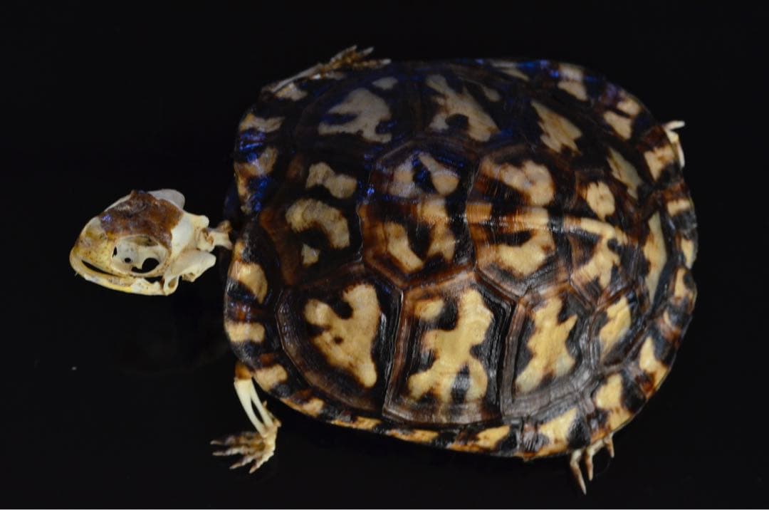 トウブハコガメ骨格標本　剥製　爬虫類