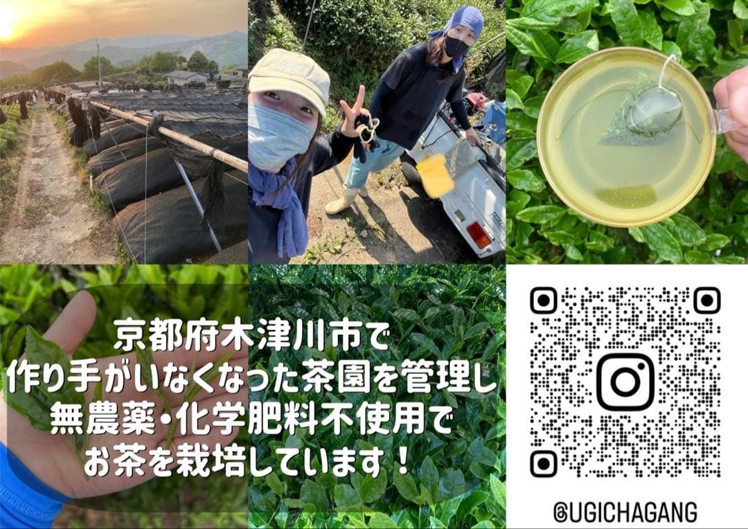 【農薬不使用】日本茶8種類飲み比べセット各(3個入り×8種類)