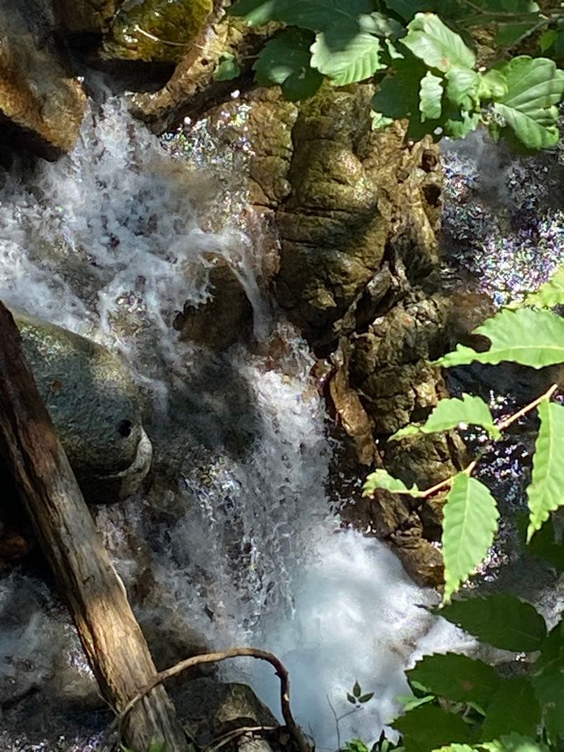 ハチミツ　日本蜜蜂の蜂蜜　奥山の奥