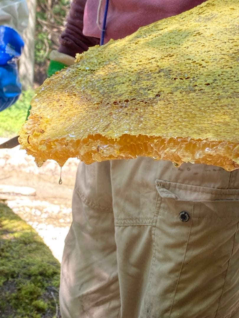 ハチミツ　日本蜜蜂の蜂蜜　奥山の奥
