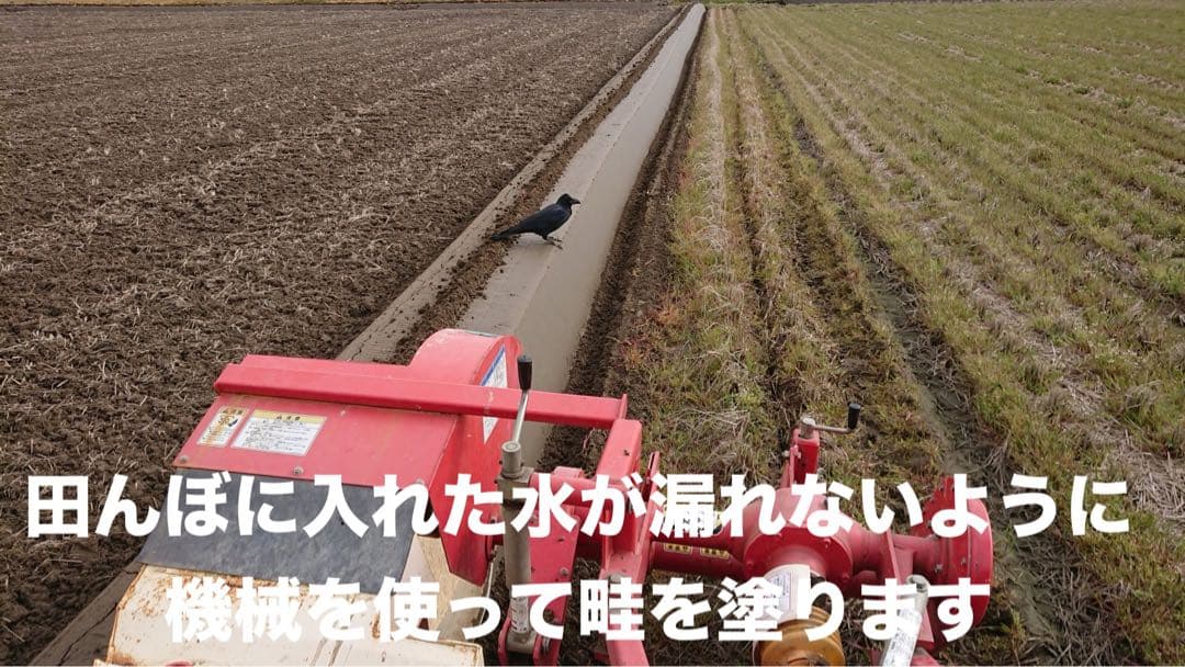 R7年産特別栽培 新潟の高級米 新之助 30㌔ 玄米 田植え後農薬は除草剤のみ